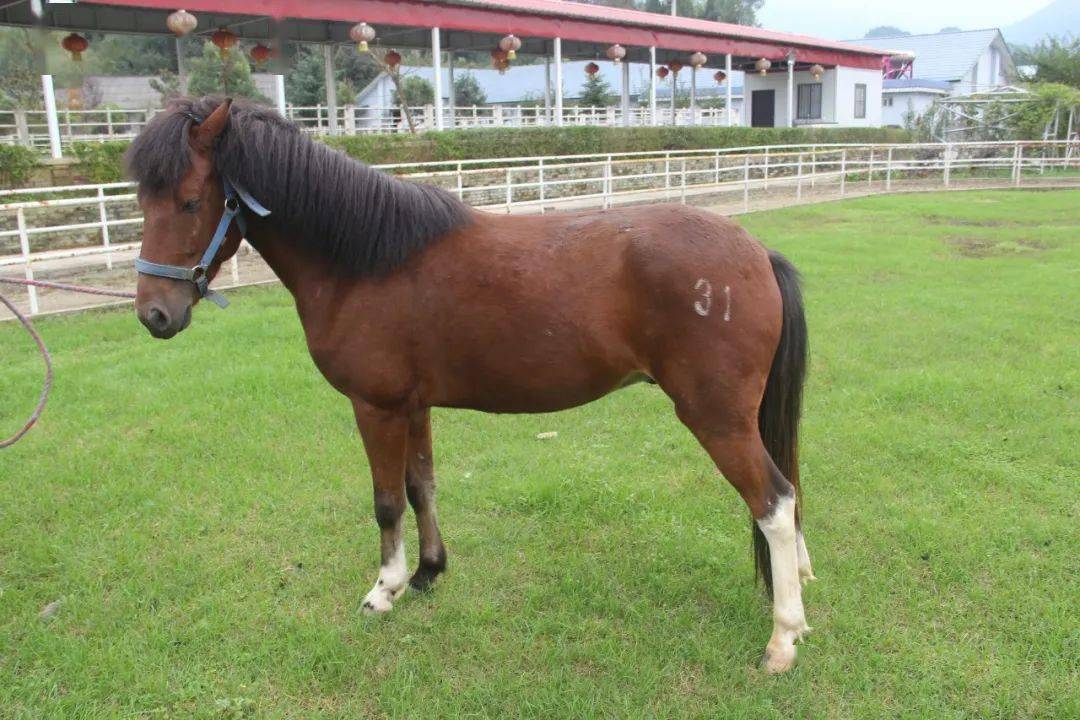 我国首匹克隆马诞生