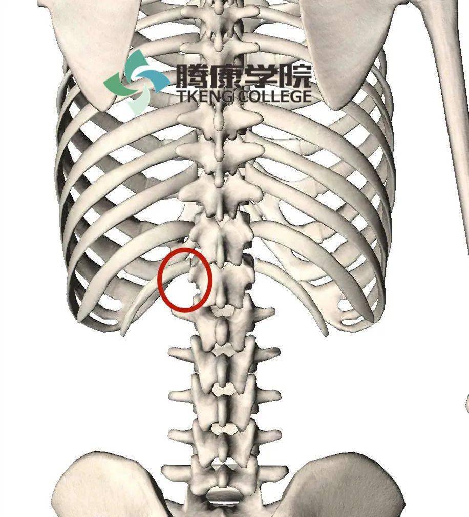 脊肋角后背位置图图片