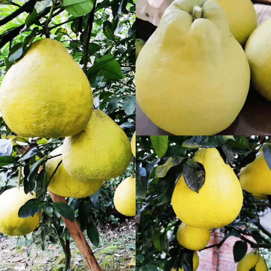 柚惑难挡合江308万亩真龙柚成熟了附采摘攻略