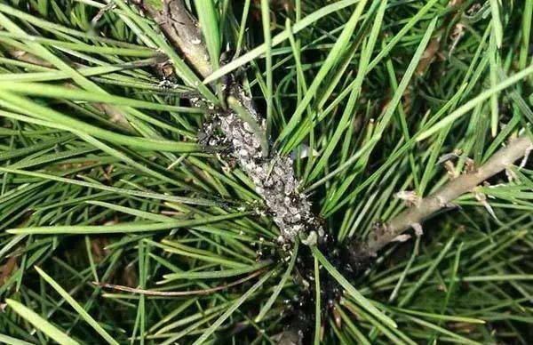 林果科技大讲堂松树下密布一层油污状的粘液竟然是