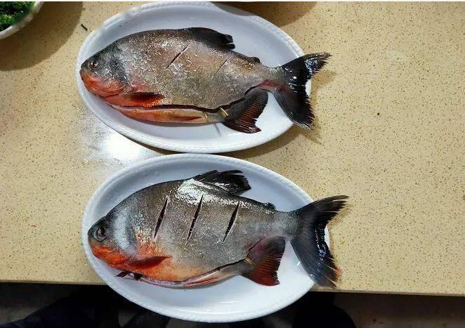 浏阳沿溪养殖户求助1万多斤淡水白鲳鱼过冬难