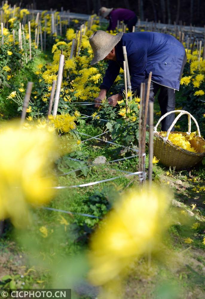 安徽金寨:大湾村民采菊忙