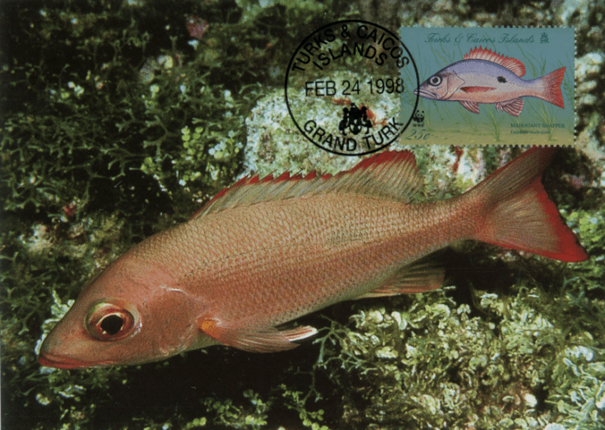 宏龙解说珊瑚鱼--4