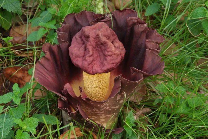 到底是哪些人在给魔芋粉丝打结