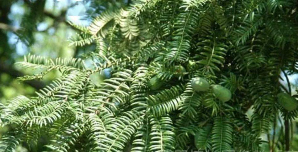 每日一味中药榧子