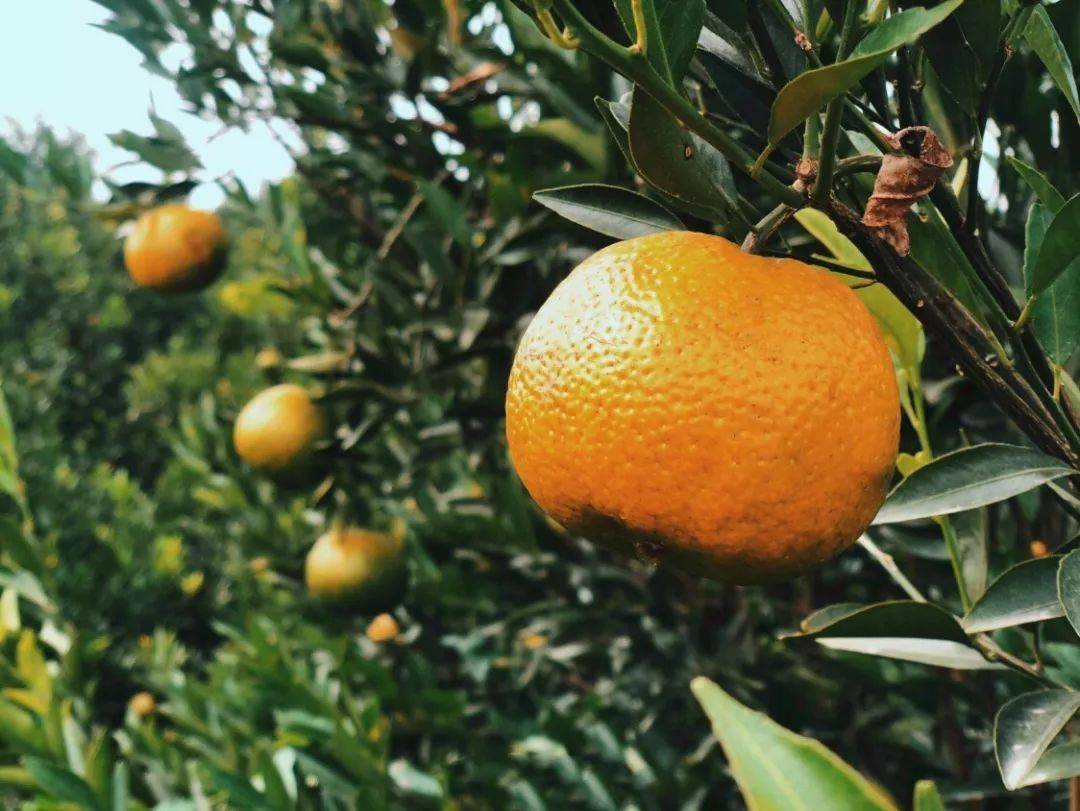 【一年一度新会大红柑节】0699叹滋补陈皮牛肉火锅宴1天游~赠红柑2