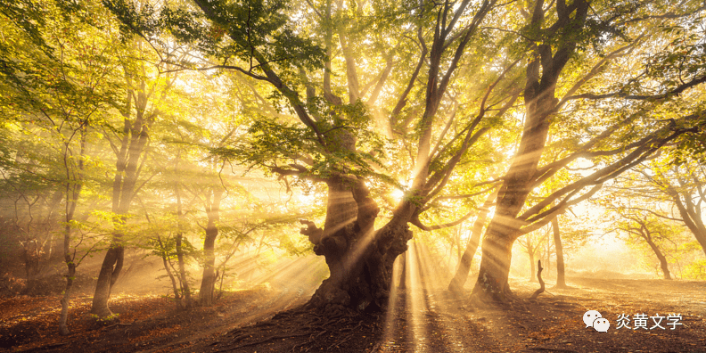 郑斐67朝霞的光线穿过林子一群鸟儿醒了主播艳子