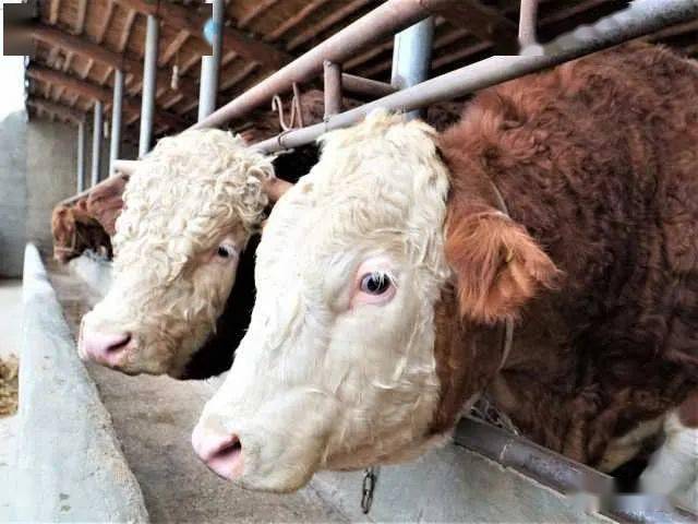 "干北台"变成"千牛村"又登上宁夏日报了