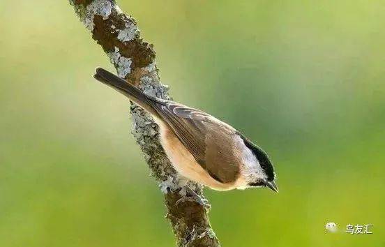 【鳥友匯】老北京玩什麼鳥?怎麼玩?學問大了_黃雀