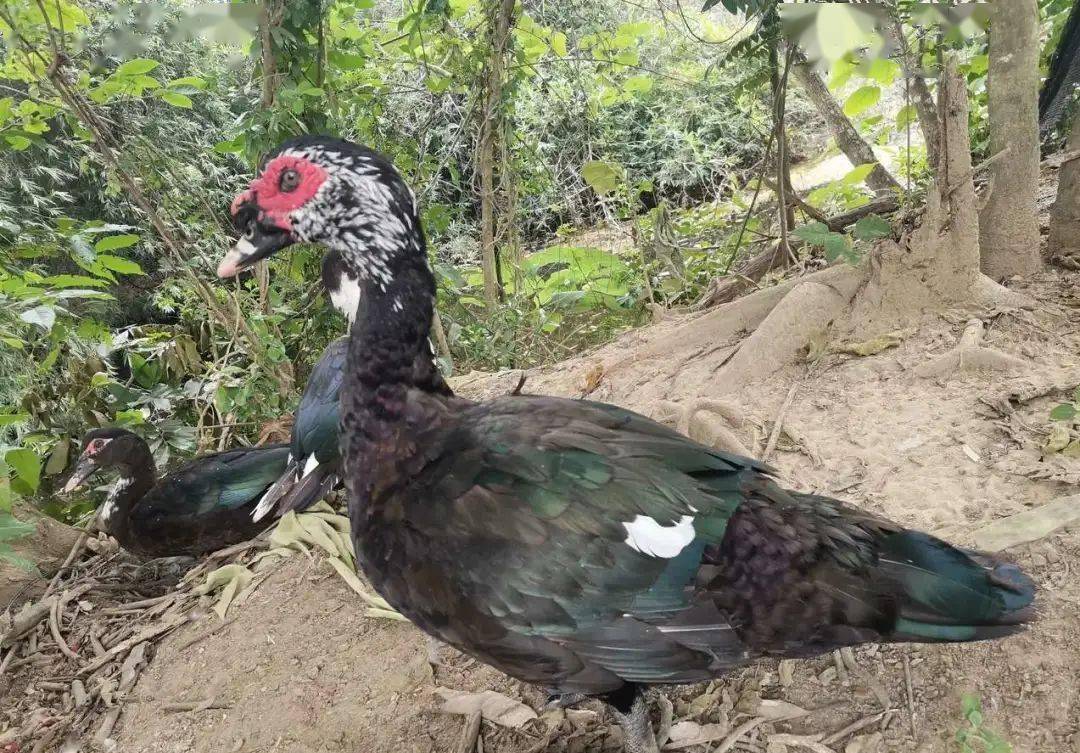 表面抱怨实际炫耀,洋鸭子真有这么臭吗?