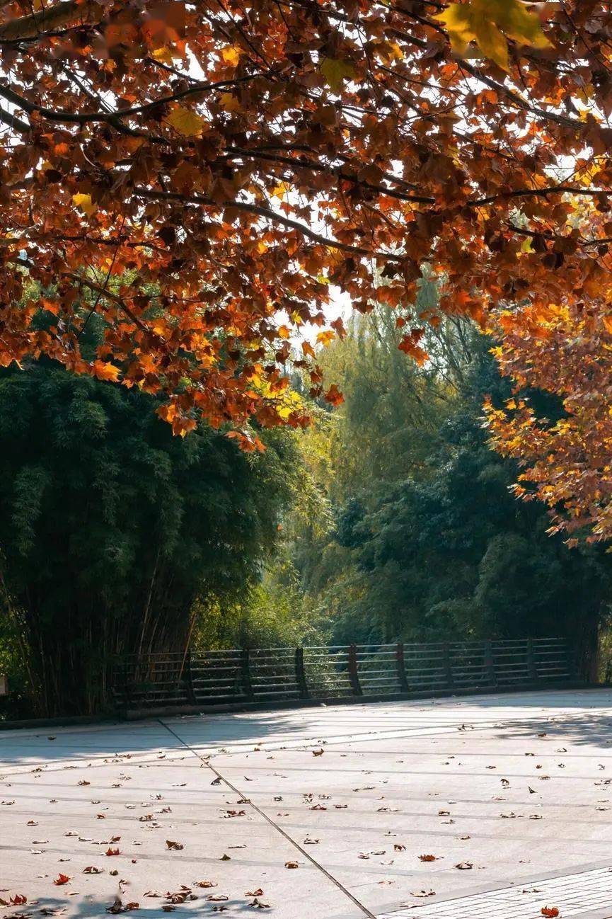 08 09 我梦到树木逆生里一叶窥秋 从根木处见证一棵树的一生 草木红妆