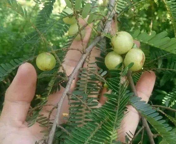 平南这种"牛"果已经上市!有多少人知道它的牛呢?