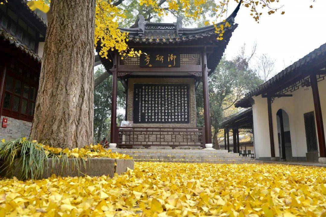 深秋的焦山,银杏红枫美到窒息,邀您与秋色撞个满怀!