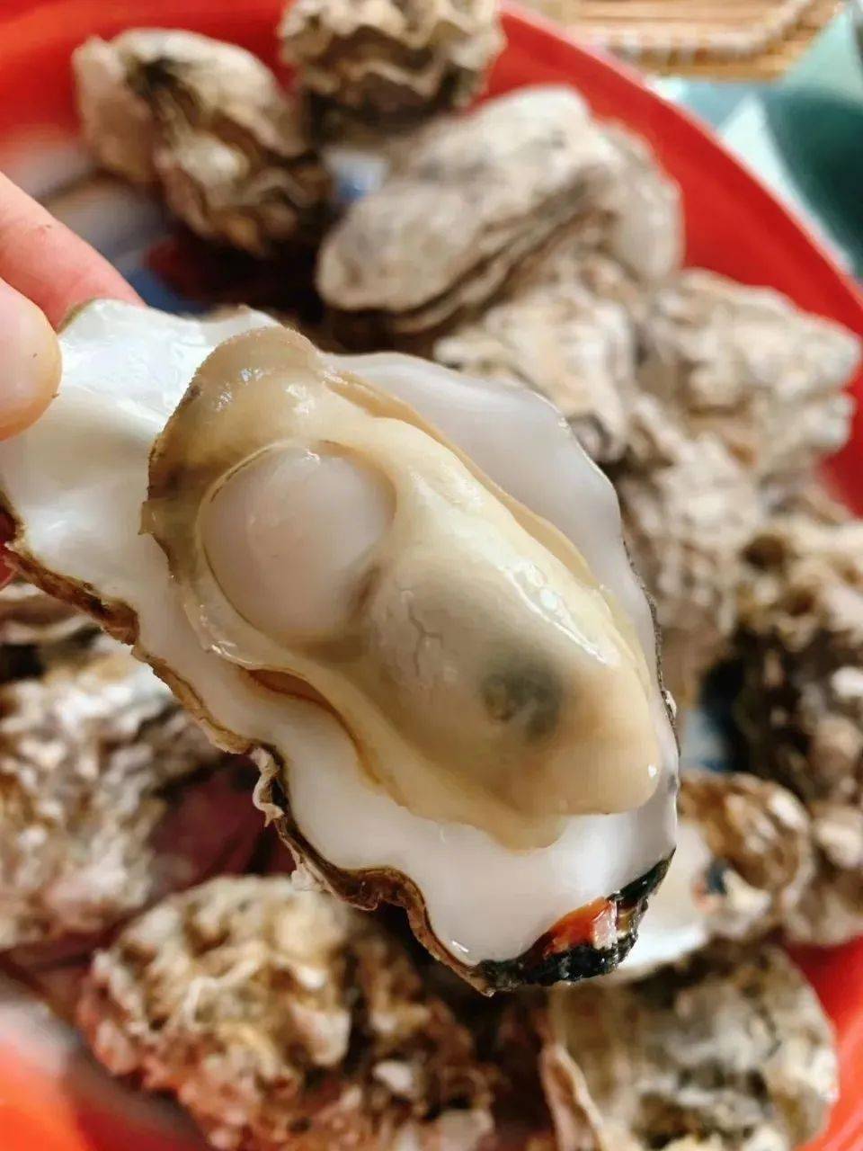 顺丰包邮49元5斤乳山纯野生牡蛎生蚝个体大肥度高肉质好味鲜美