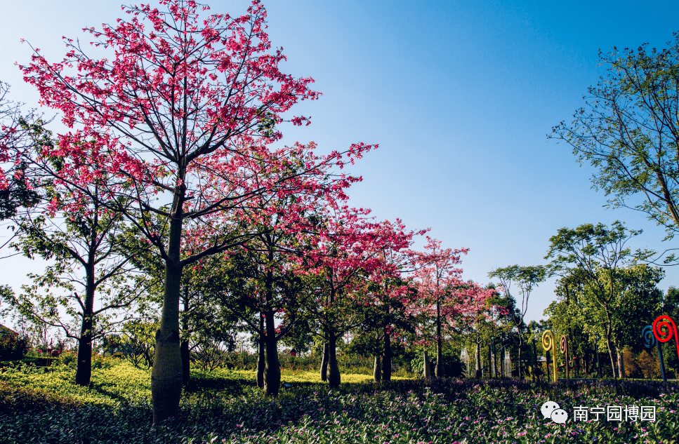 南宁园博园美丽异木棉冬日里的美人树