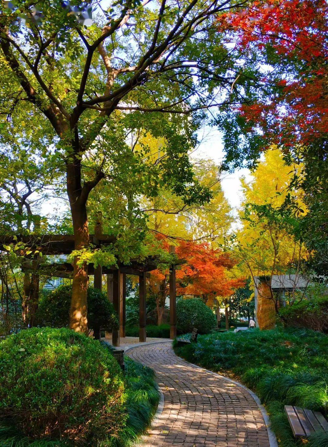 rec 深秋时节,落叶缤纷,漕河泾街道处处是诗意盎然的风景线