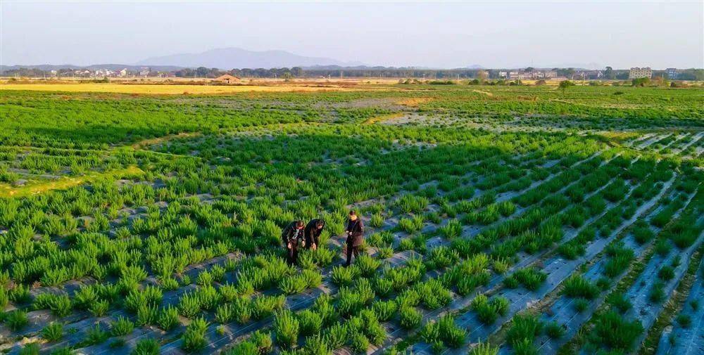 谢志刚和种植户等在和耀中药材种植产业扶贫基地察看迷迭香长势情况