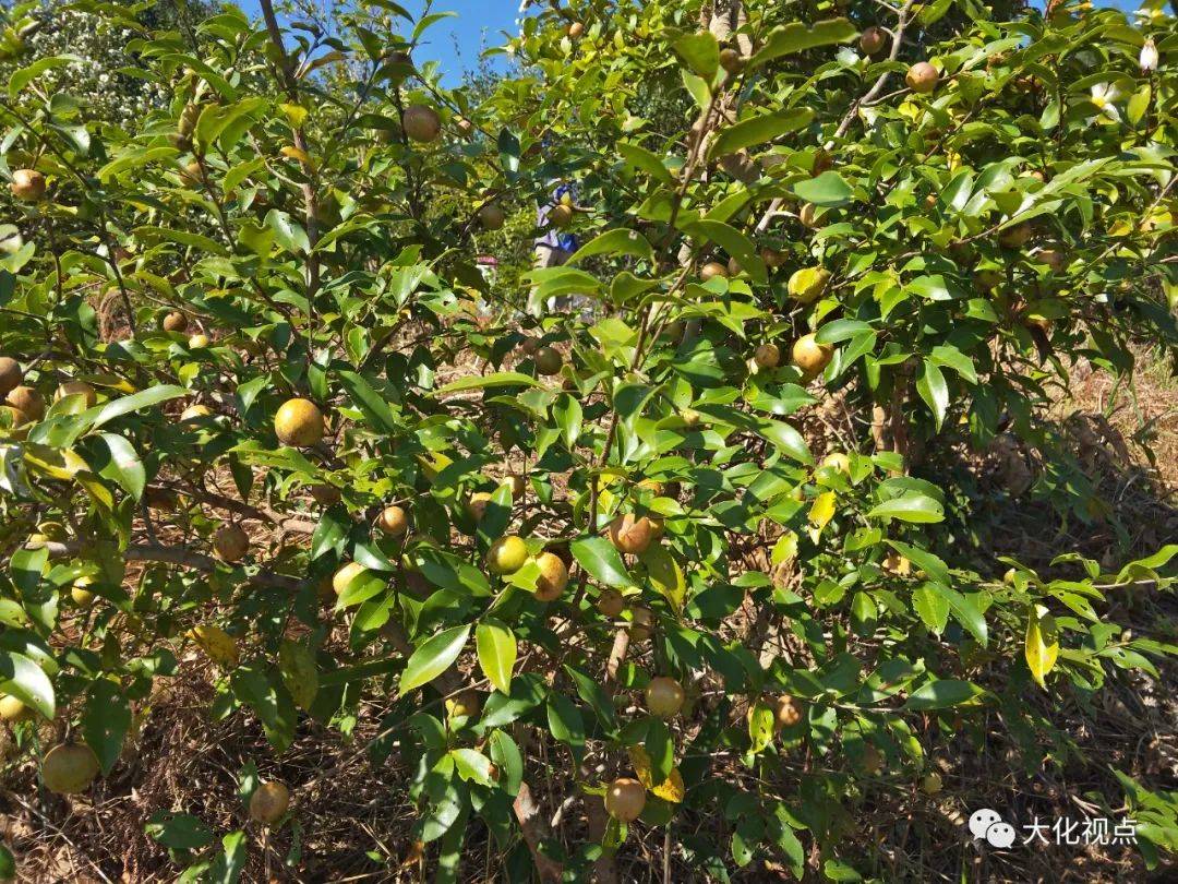 2019年,大化县水库和扶贫易地安置局针对乙圩乡库区人民发展产业需要