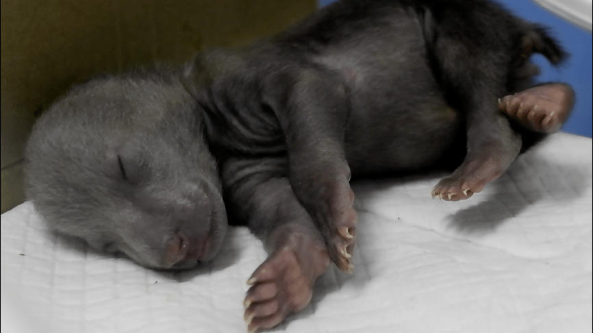 虎!虎!猜猜这次生的是啥"虎"?