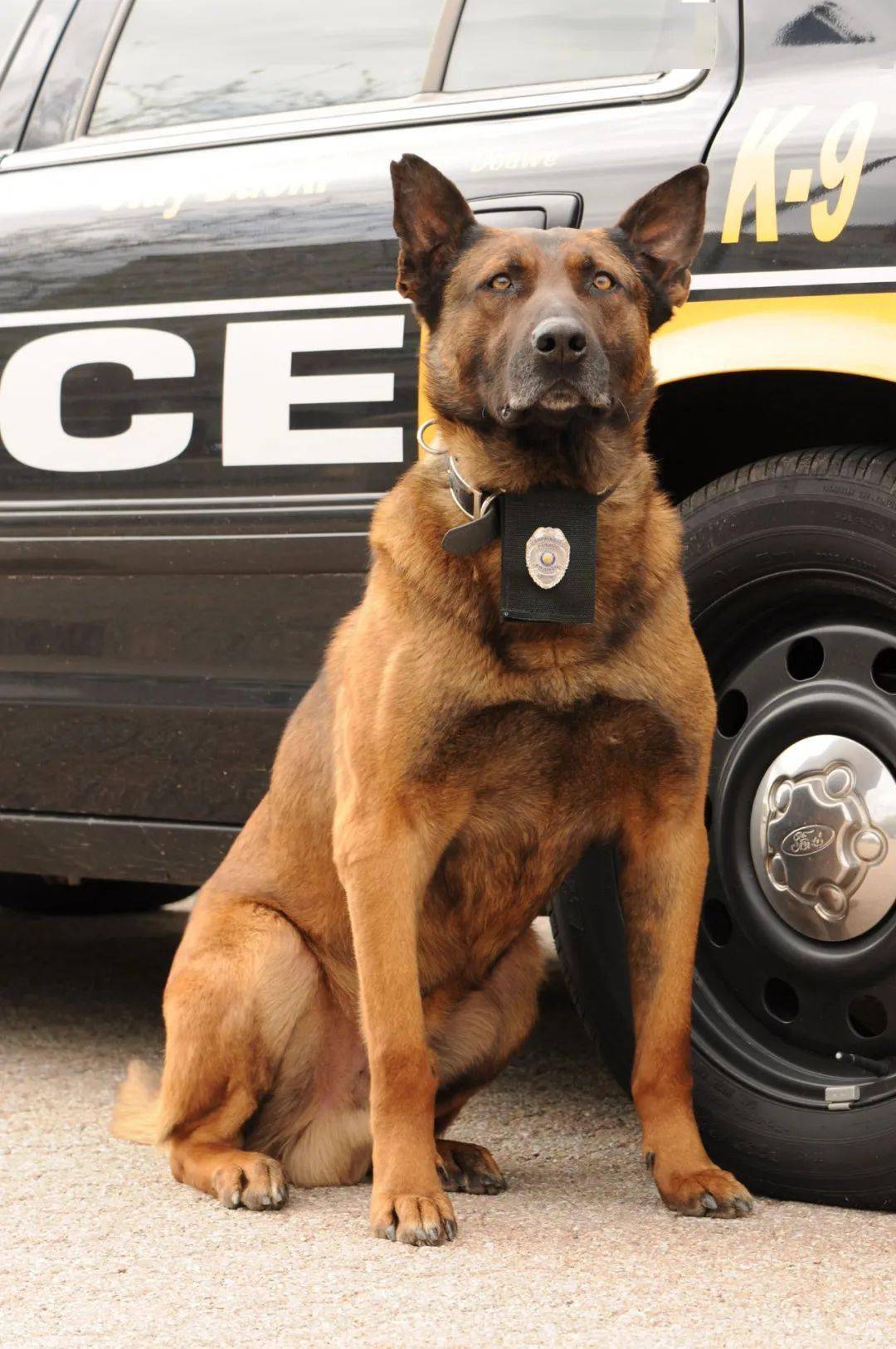 曾经犬类在战场上杀人如麻但嘴角还流着血的它们依旧对主人摇着尾巴