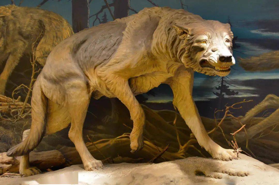 这几种不可一世的灭绝动物逆天的攻击力让人类畏惧