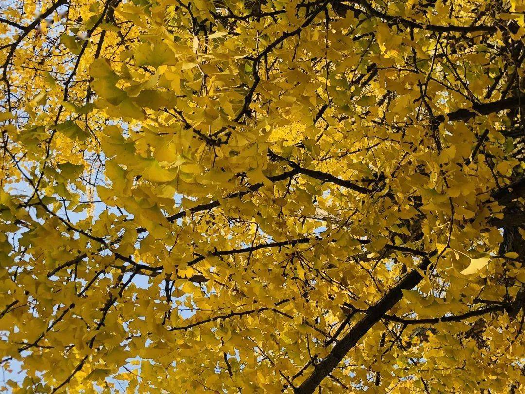 安顺600年古银杏"身披金甲",快去打卡!