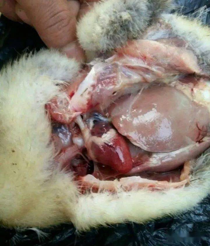 鸭子浆膜炎的防治和治疗方法快快收藏吧