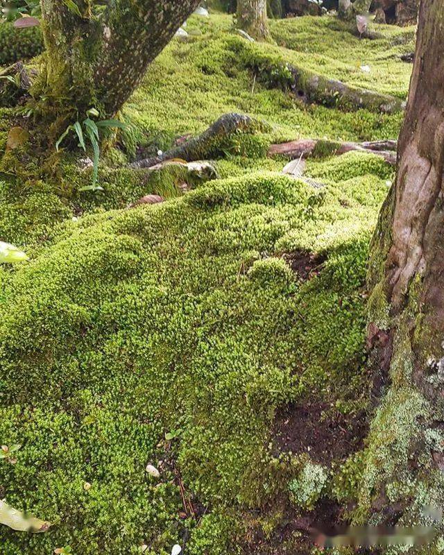坐看苍苔色~闲暇之余,烹茶一壶暖茶,一园之中便恍如隔世~为院子增添