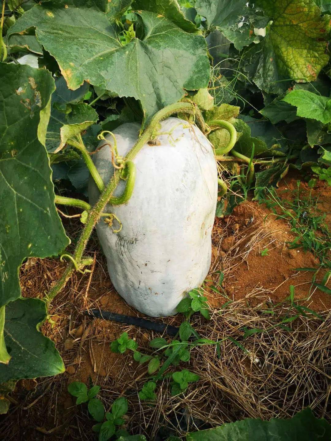 中百大厨房探寻源产地,找到露天种植的大白冬瓜,产地直发,现已在各大