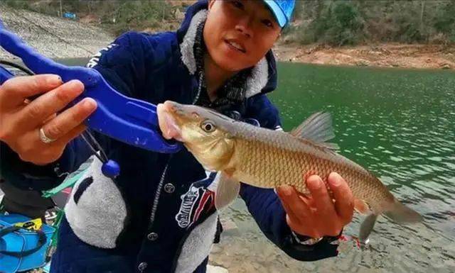 它究竟是个啥?南阳钓友钓获一条"猪嘴鱼",嘴巴形状怪异,长有两道嘴唇