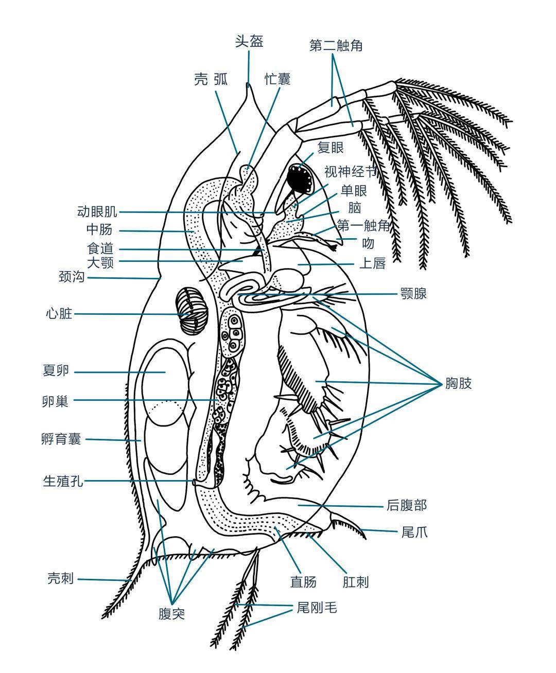 水蚤的心脏示意图图片