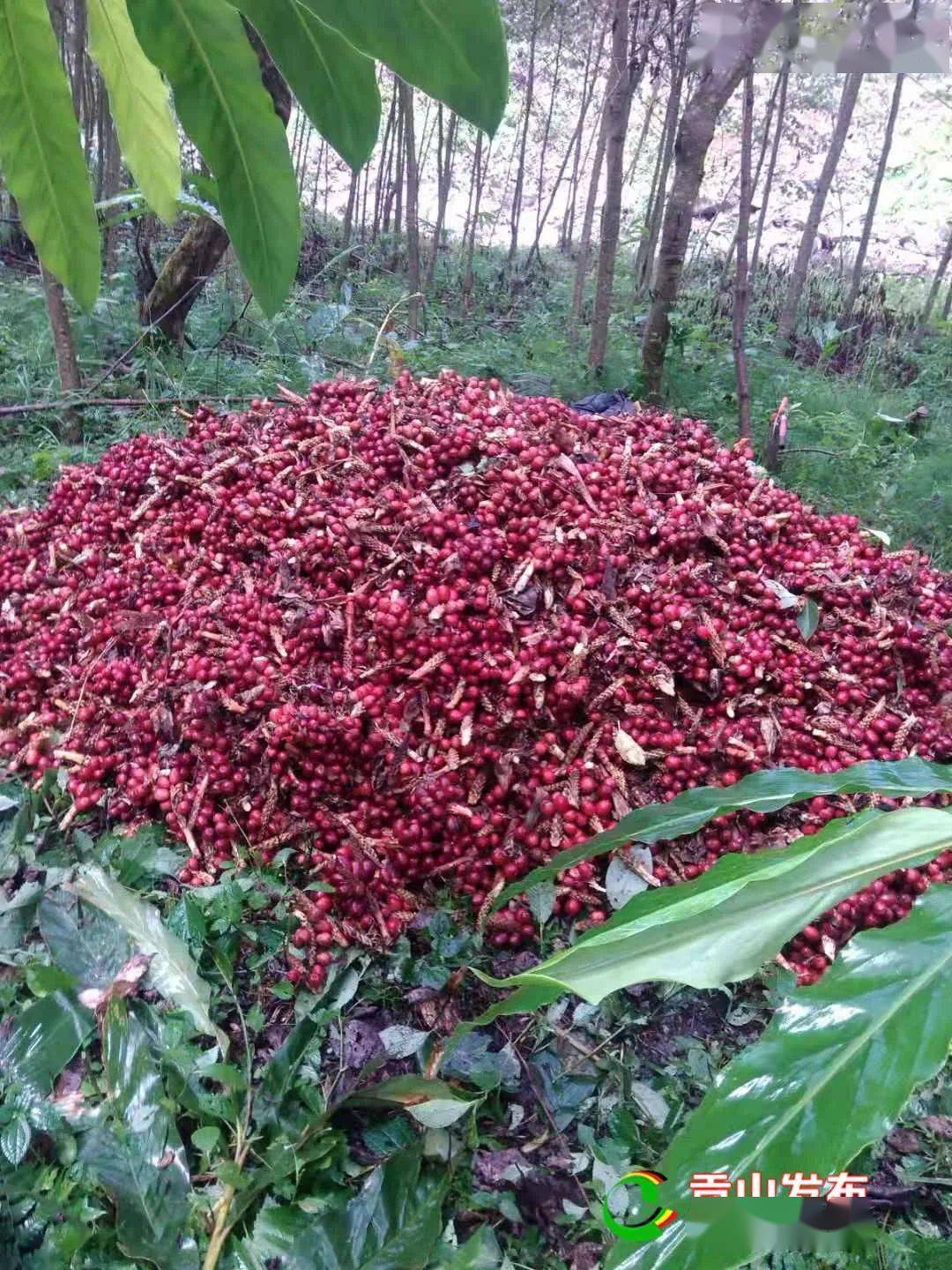 草果树长什么样图片