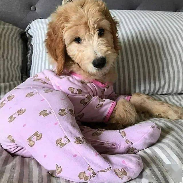 小狗狗的睡衣派对这简直萌si人啦