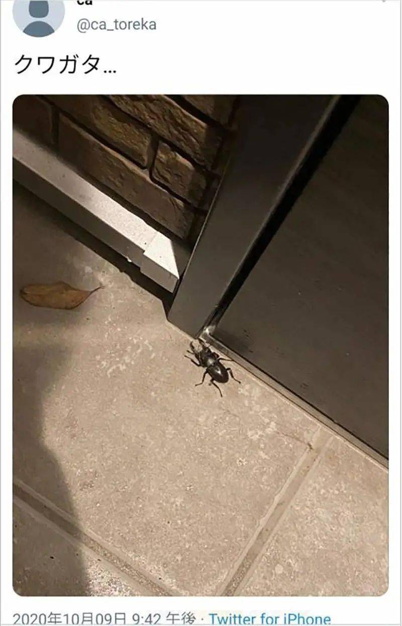 剧情离奇炫富游戏王收藏家家中被盗窃居然是一只虫子引发的血案