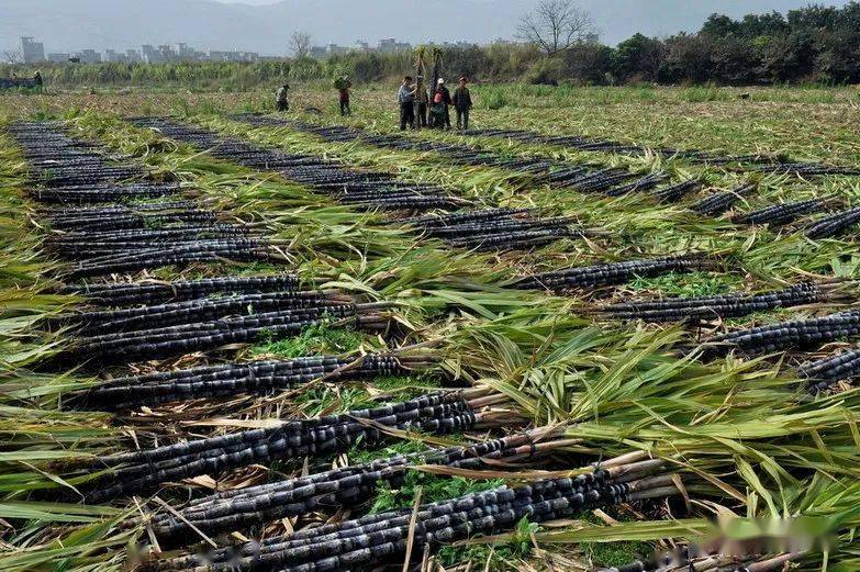 静听闽侯丨龙祥岛上甘蔗绿
