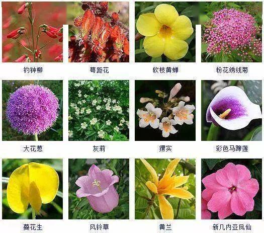 图鉴一次看完432种观花植物认花不求人