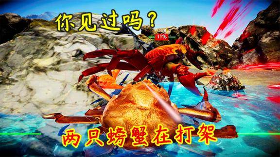 螃蟹大战两只螃蟹在打架这才是真正的蟹斗