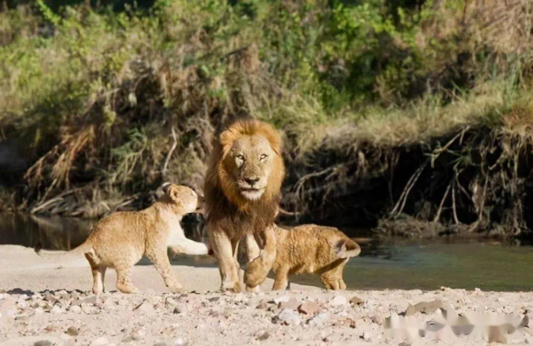 在保卫者雄狮联盟,外出巡逻的时候,疤臀是最偷奸耍滑的那头雄狮,为的