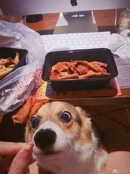 一张图证明铲屎官不好做,对不起,我快笑死了!