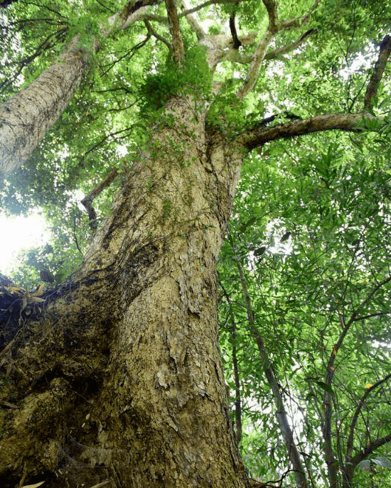 方志四川61历史文化张学东隐藏大山深处的高县王氏庄园
