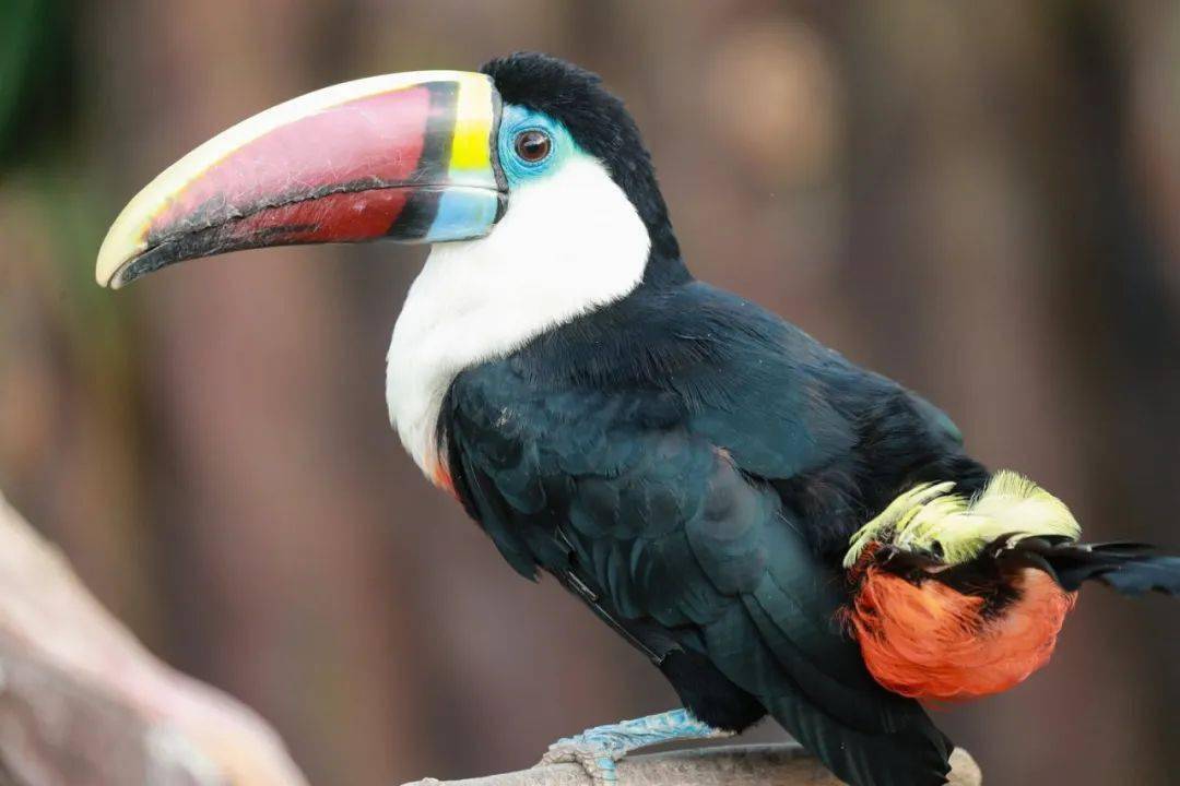 你喜欢的大嘴怪都在这里了c位出道差你一票