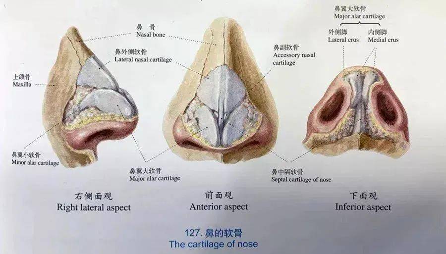 鼻唇沟解剖图图片