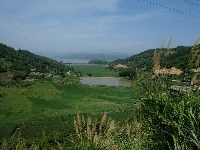 全球纬度最高的红树林,马栏山遗址就坐落在宁德这处古村落_福鼎市