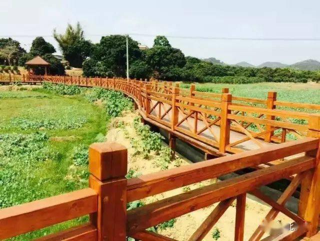 浦北县白石水镇良田村贫困户黄能苏:"番石榴种植见效快,平时不怎么用