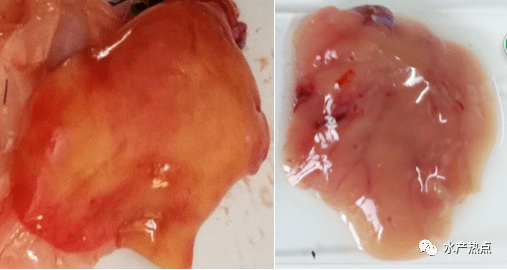 石斑鱼的四大肝脏病害怎么办这里有详细解决方案