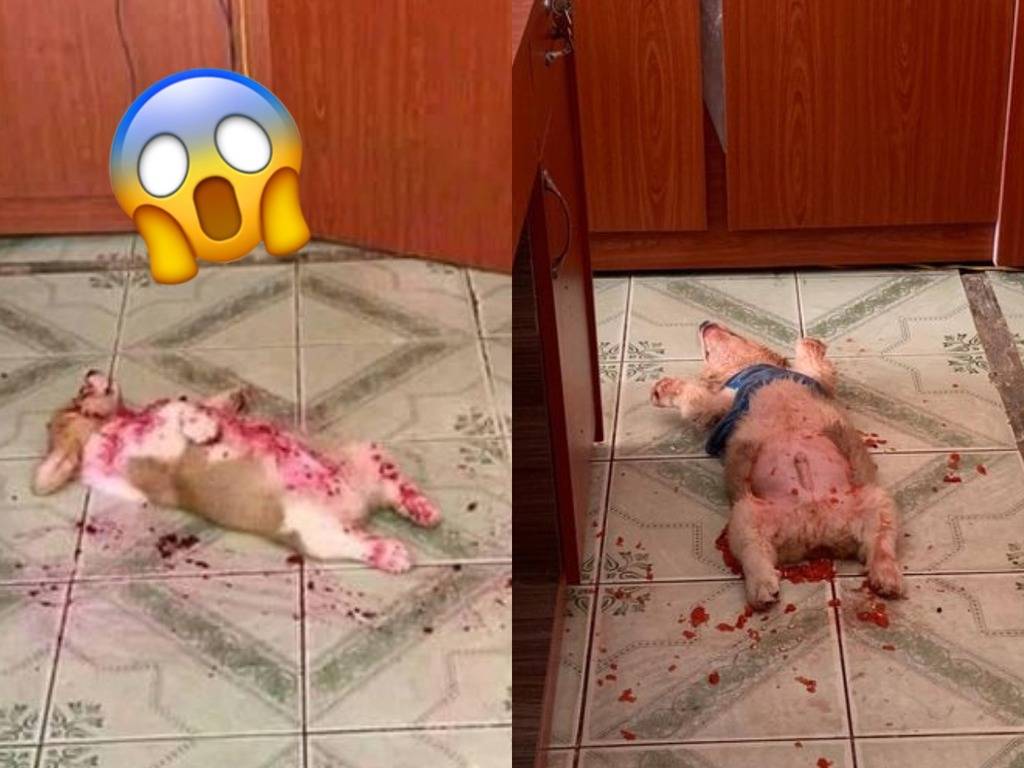 哥基染血摊尸另有内情