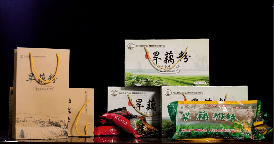 马山县琴让村:旱藕给小山村的蜕变