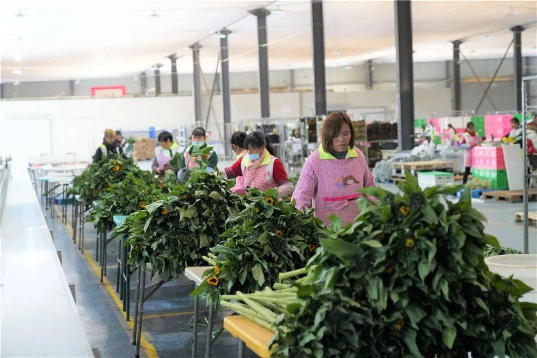 全程低温保鲜90万支云南鲜花明日抵沪