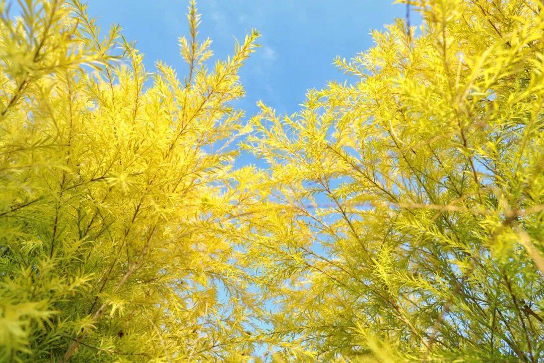 金黄色的柳树已上线,比电影还美,快来get合照!