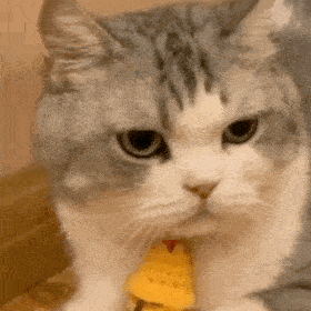 网红猫咪大头表情包图片